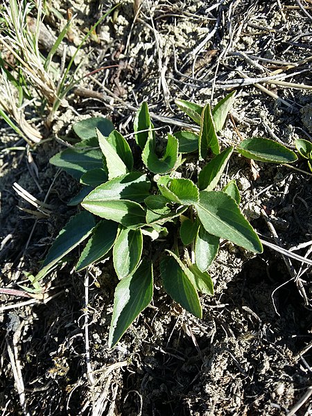 File:Viola ambigua sl119.jpg