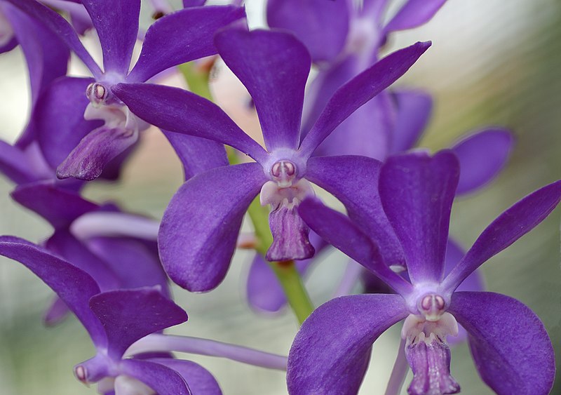 File:Violet Orchid - Flickr - Shaun@KL.jpg