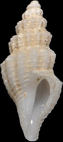 Vitricythara metria 002.jpg