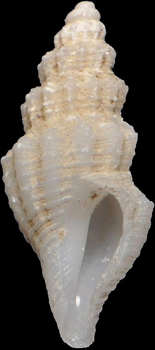 <i>Vitricythara</i> Genus of gastropods