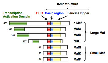 Structures of the Maf family proteins. W-F1.jpg