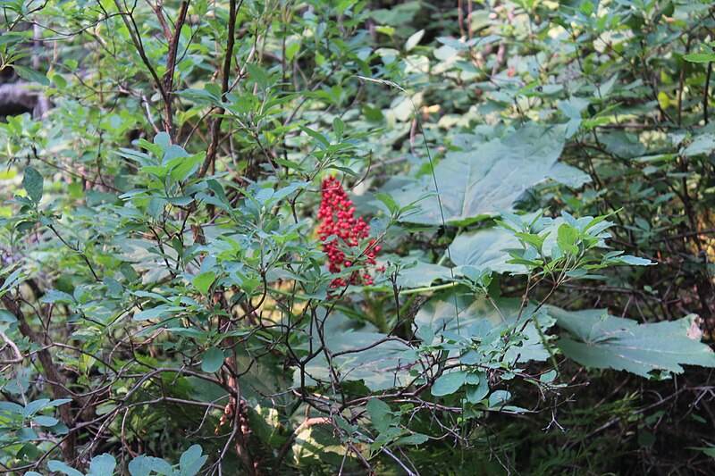 File:Wapta Falls Trail IMG 4944.JPG