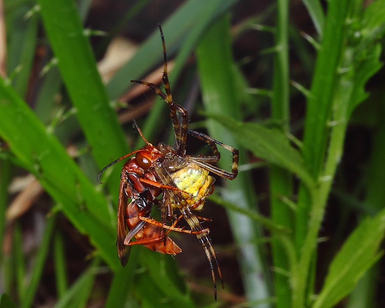 File:Wasp eating spider (4220003664).jpg