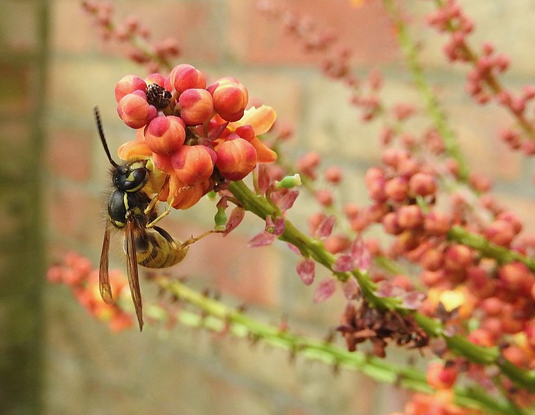 File:Wasp on Mahonia blossom (29582019960).jpg