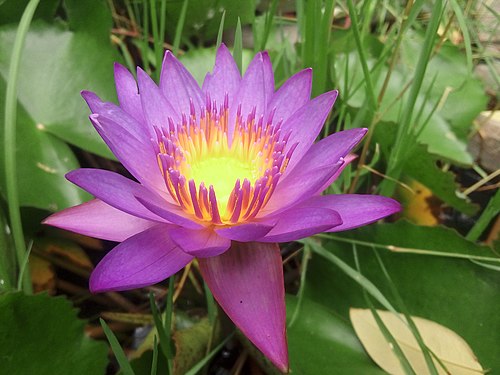 a lovely pink waterlily