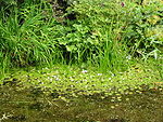 Waterplants growing in a ditch in the Netherlands, showing Sagittaria sagittifolia to the right. Waterplanten sloot alphen aan den rijn.JPG