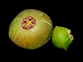 Webysther 20190219233752 - Fruta do cambuci (Campomanesia phaea)- na esquerda é o fruto maduro e na direita é o fruto verde.jpg