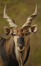 Western Derby Eland (Taurotragus derbianus derbianus)