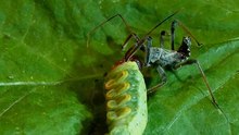Файл: Wheel bug assassin bug қарсы күміс түсті скипер caterpillar.webm