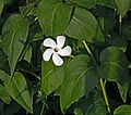 * Nomination White flower of periwinkle (Vinca major) --Ввласенко 20:22, 4 June 2023 (UTC) * Promotion  Support Good quality. --LexKurochkin 07:46, 8 June 2023 (UTC)