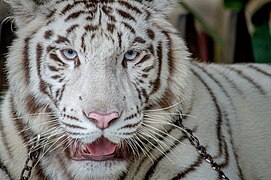 White tiger