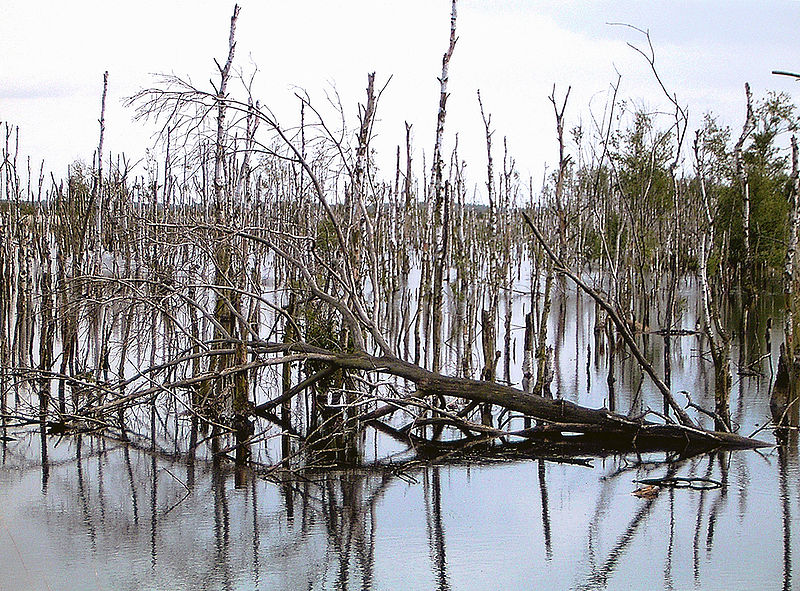 File:Wiedervernässung Hochmoor1b.jpg