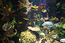 Piranhas from  River draw crowd at Belle Isle Aquarium