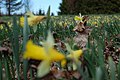 Wild daffodils in Tartumaa last day of April 2022 06.jpg