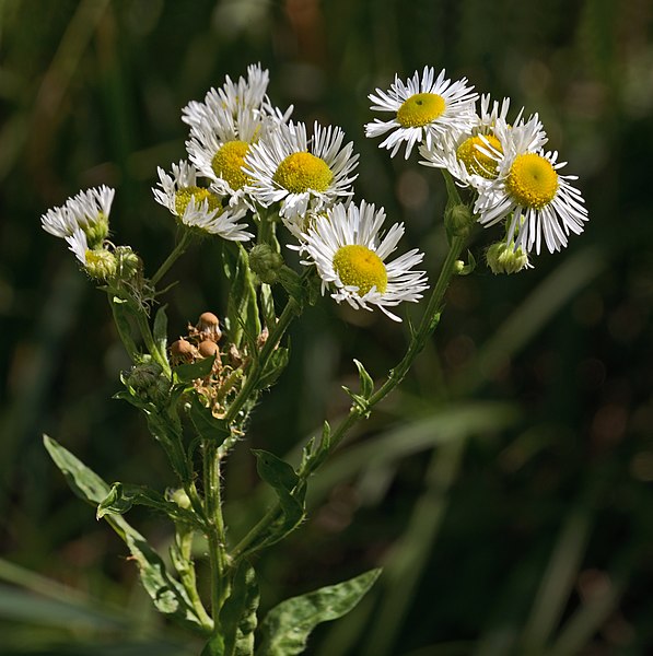 File:Wild flowers of Erigeron annuus.jpg