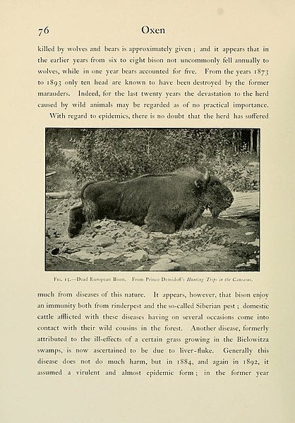 File:Wild oxen, sheep and goats of all lands, living and extinct (Page 76, Fig. 15) BHL9370028.jpg