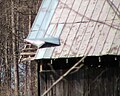Wind damage to barns tin roof.jpg