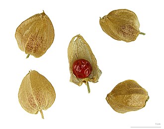 330px-Withania_somnifera_MHNT.BOT.2012.10.13.jpg