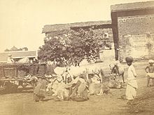 Women gathering cowdung, Ahmedabad (c. 1870) Women gathering cowdung, Ahmadabad (c. 1870).jpg