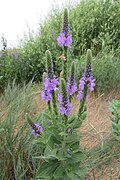 Sporýš Verbena stricta