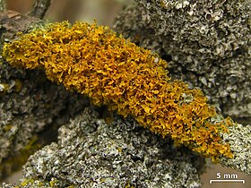 Xanthomendoza oregana - Flickr - pellaea.jpg