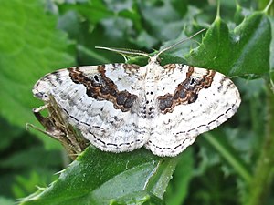 Black-brown banded leaf tensioner (Xanthorhoe montanata), male