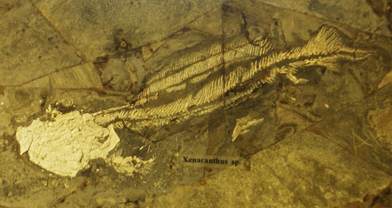File:Xenacanthus sp.JPG