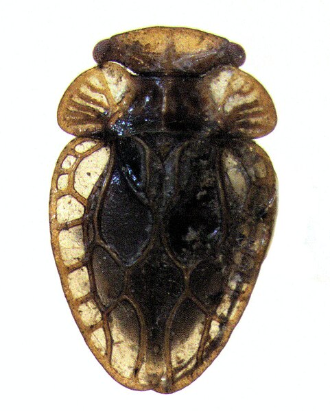 Ficheiro:Xenophyes rhachilophus.jpg