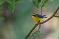 * Nomination Yellow-Bellied Fairy Fantail. By User:Mildeep --Nirmal Dulal 09:06, 19 March 2024 (UTC) * Promotion  Support Good quality. --Трифонов Андрей 14:01, 19 March 2024 (UTC)