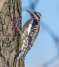 Thumbnail for File:Yellow-bellied sapsucker in CP (40399).jpg