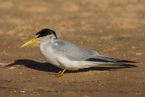 Yellow-billed tern Sternula superciliaris