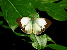 Yellow orange-tip female Ixias pyrene.jpg