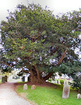 One of the two ancient yew trees in the churchyard Yew tree St Peter's Shirwell.jpg