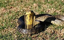 Juveniilne must-valge kobra