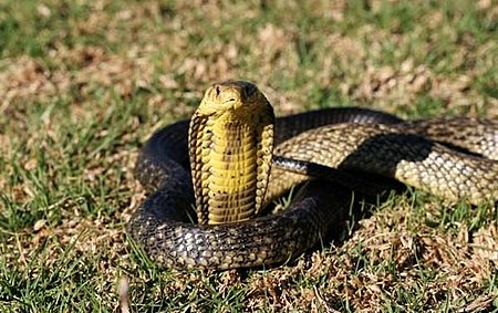 Tập_tin:Young_forest_cobra_(Naja_melanoleuca).jpg