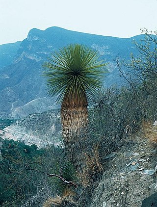 <i>Yucca queretaroensis</i> Species of flowering plant