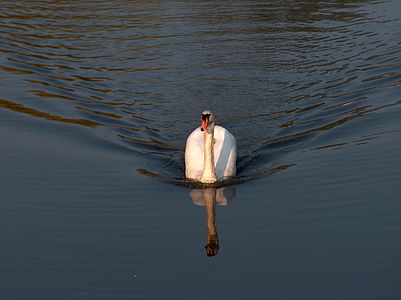 Łabędź niemy, Poland