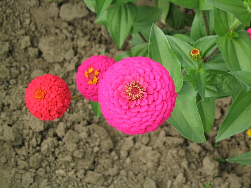 Zinnia elegans 03.jpg