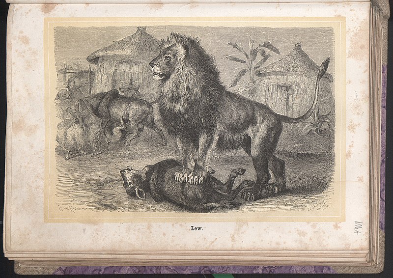 File:Zycie i obyczaje zwierzat 1873 (24756610).jpg