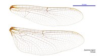 Female wings