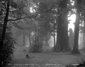 "Morning and a Sheen of Silvery Mist", Stanley Park, Vancouver, B.C..jpg