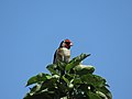 -2019-07-23 Goldfinch (Carduelis carduelis), Trimingham (1).JPG