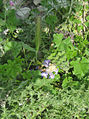 Orobanche ramosa, with host plant. Silifke, Mersin province, Turkey.