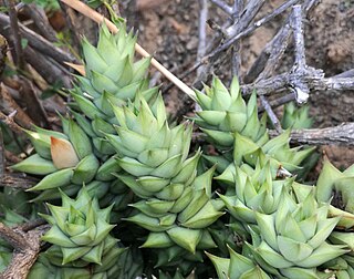 <i>Astroloba herrei</i> Species of flowering plant