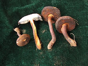 Neoboletus brunneissimus in a market in Yunnan