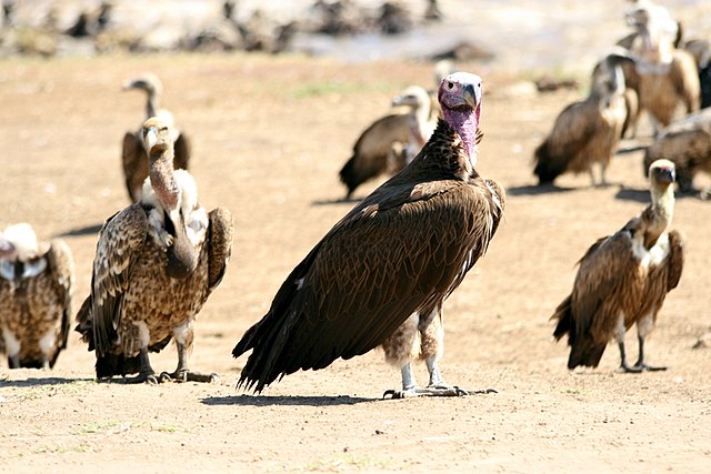 A lappet-faced vulture amongst white-backed vultures and Ruepell's griffons, illustrating its size