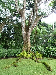 <i>Parkia javanica</i> Species of plant