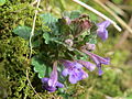 Gundermann Glechoma hederacea