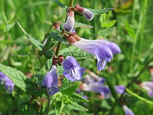 투구골무꽃(Scutellaria galericulata)