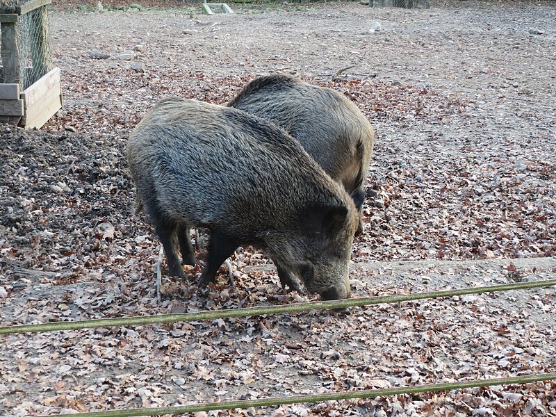 File:20151118Sus scrofa2.jpg